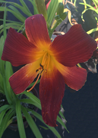 Hemerocallis 'Garnet'